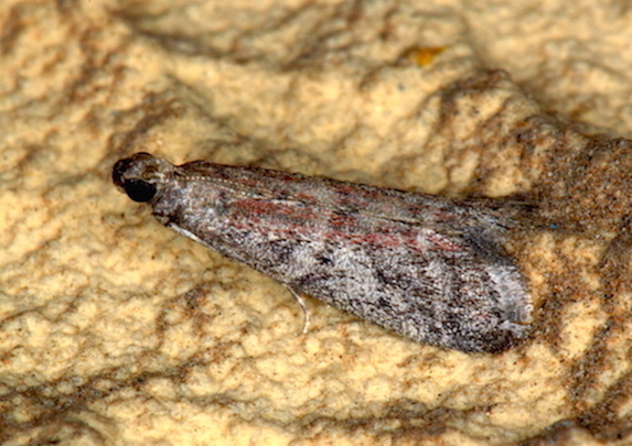 Pyralidae da id.